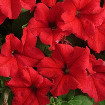 Петуния Суперкаскад F1 красная (red) /1.000 семян (драже)/ *Pan American*