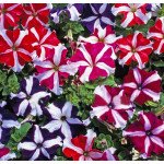 Петунія Танго F1 зіркова суміш (all star mixture) /1.000 насінин (драже)/ *Hem Genetics*