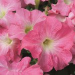 Петуния Ультра F1 лососевое утро /1.000 семян/ *Syngenta*