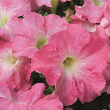 Петунія Ультра F1 лососевий ранок /1.000 насінин/ *Syngenta*