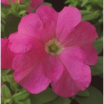 Петунія Ультра F1 малинова /1.000 насінин/ *Syngenta*