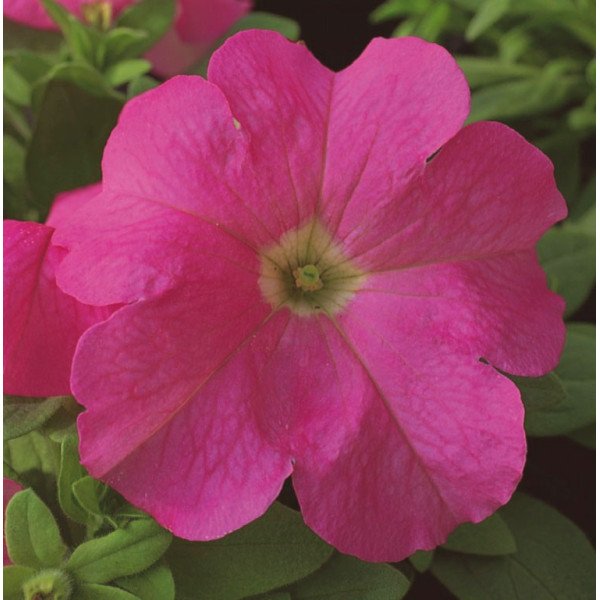 Насіння петунії Ультра F1 малинова /1.000 насінин/ *Syngenta*