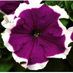 Петуния Хулахуп F1 красная (red) /500 семян (драже)/ *Sakata*