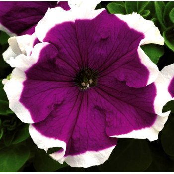 Петуния Хулахуп F1 красная (red) /500 семян (драже)/ *Sakata*