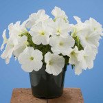 Петуния Лавина F1 белая /250 семян/ *Benary*