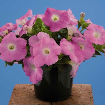 Петуния Лавина F1 малиновая /250 семян/ *Benary*