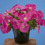 Петунія Лавина F1 рожева /250 насінин/ *Benary*