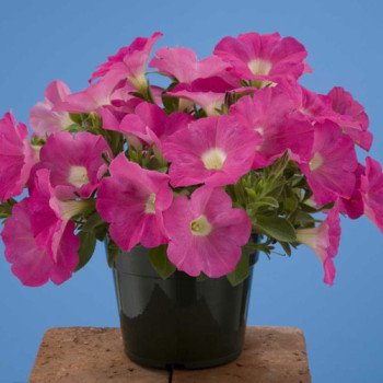 Петуния Лавина F1 розовая /250 семян/ *Benary*