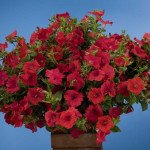 Петунія Лавина F1 червона /250 насінин/ *Benary*