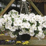 Петуния Плюш F1 белая /100 семян/ *Syngenta*