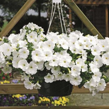 Петунія Плюш F1 біла /100 насінин/ *Syngenta*