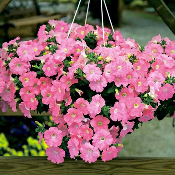 Семена петунии Плюш F1 лососевая /100 семян/ *Syngenta*