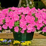 Петуния Плюш F1 темно-малиновая /100 семян/ *Syngenta*