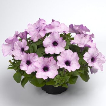 Петуния Рамблин F1 аметист /100 семян/ *Syngenta*