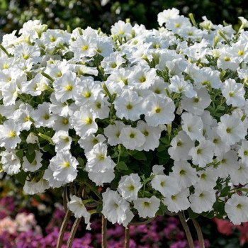 Петуния Рамблин F1 белая /100 семян/ *Syngenta*
