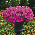 Петунія Рамблін F1 малинова /100 насінин/ *Syngenta*
