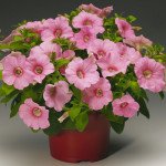 Петунія Рамблін F1 персикова /100 насінин/ *Syngenta*