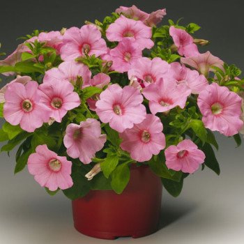 Петуния Рамблин F1 персиковая /100 семян/ *Syngenta*