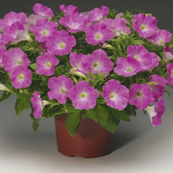 Петуния Рамблин F1 розовое сияние /100 семян/ *Syngenta*