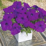 Петуния Рамблин F1 фиолетовая /100 семян/ *Syngenta*