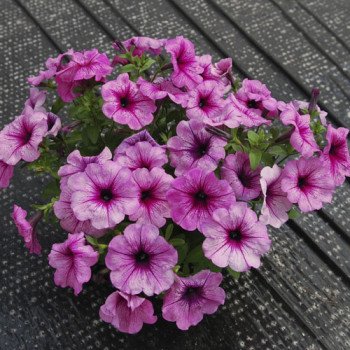 Петуния Рамблин F1 сахарная слива /100 семян/ *Syngenta*