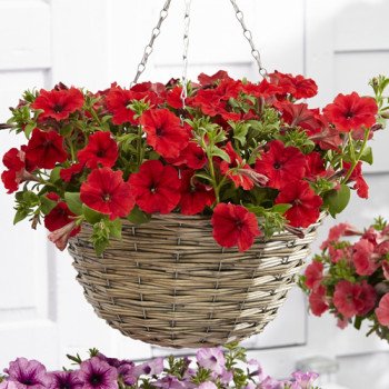 Петуния Рамблин F1 красная /100 семян/ *Syngenta*