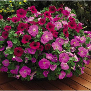 Петунія Рамблін F1 ягідна суміш /100 насінин/ *Syngenta*