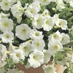 Петуния Пикобелла Каскад F1 белая /100 семян/ *Syngenta*