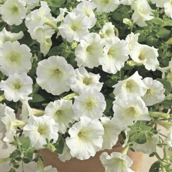 Петунія Пікобелла Каскад F1 біла /100 насінин/ *Syngenta*