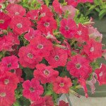 Петуния Пикобелла Каскад F1 коралловая /100 семян/ *Syngenta*