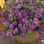 Петуния Пикобелла Каскад F1 лавандовая /100 семян/ *Syngenta*