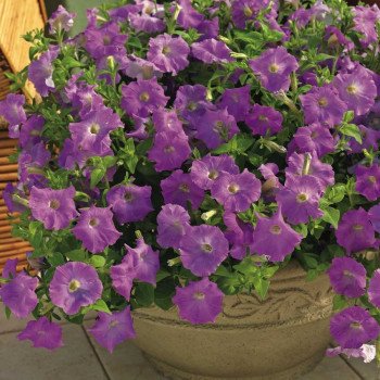 Петунія Пікобелла Каскад F1 лавандова /100 насінин/ *Syngenta*