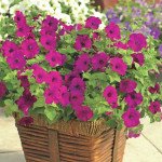 Петуния Пикобелла Каскад F1 пурпуная /100 семян/ *Syngenta*