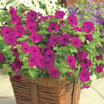 Петунія Пікобелла Каскад F1 пурпурна /100 насінин/ *Syngenta*