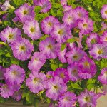 Петуния Пикобелла Каскад F1 розовое сияние /100 семян/ *Syngenta*