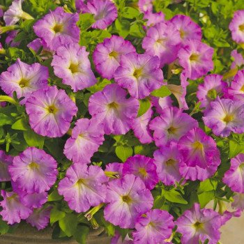 Петунія Пікобелла Каскад F1 рожеве сяйво /100 насінин/ *Syngenta*