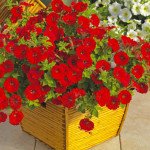 Петуния Пикобелла Каскад F1 красная /100 семян/ *Syngenta*