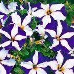 Петунія Ламбада F1 синя зірка (blue star) /1.000 насінин (драже)/ *Hem Genetics*