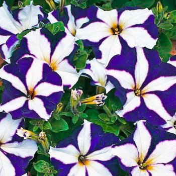 Петуния Ламбада F1 синяя звезда (blue star) /1.000 семян (драже)/ *Hem Genetics*