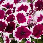 Петуния Селебрети F1 бургунди пикоти /1.000 семян/ *Benary*