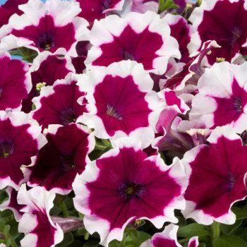 Петунія Селебреті F1 бургунді пікоті /1.000 насінин/ *Benary*