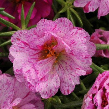 Портулак Хеппі Ауер пепермінт (peppermint) /200 мультидраже/ *Pan American*