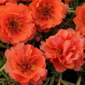 Портулак Хеппі Траілс помаранчевий (orange) /200 насінин/ *Pan American*