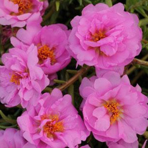 Насіння портулаку Хеппі Траілс рожевий (pink) /200 насінин/ *Pan American*