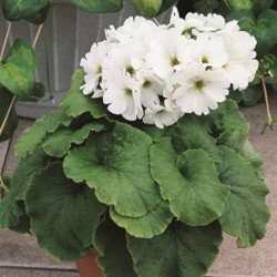 Примула Лібре F1 біла (white) /100 насінин/ *Syngenta*