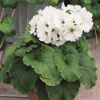 Примула Либре F1 белая (white) /100 семян/ *Syngenta*