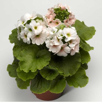 Примула Лібре F1 лососеве пікоті (salmon picotee) /100 насінин/ *Syngenta*