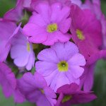 Примула Лібре F1 маджента (magenta) /100 насінин/ *Syngenta*