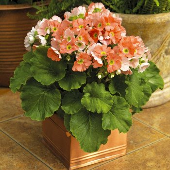 Примула Либре F1 оранжевая (orange) /100 семян/ *Syngenta*