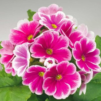 Примула Либре F1 розовое пикоти (rose picotee) /100 семян/ *Syngenta*